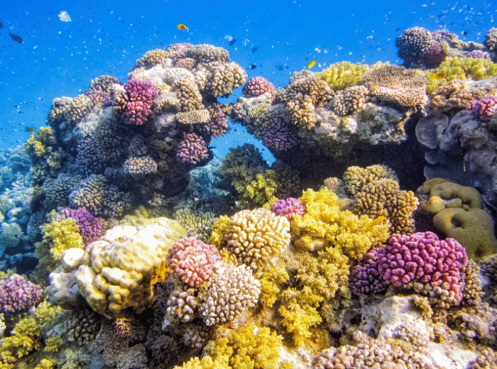 Marsa Alam Adults Only