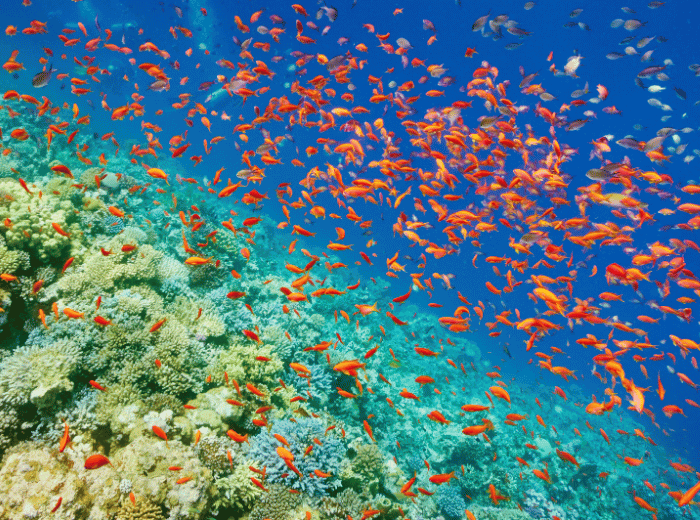 Sharm El Sheikh Adults Only